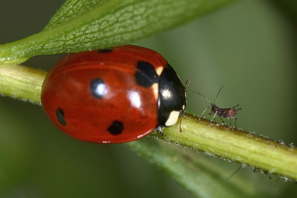 Coccinella septempunctata. Questioni di precedenza